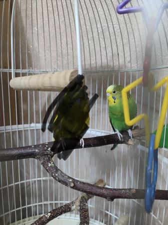 Отдам волнистого попугая девочку