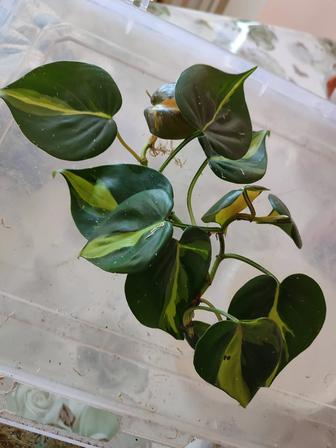 Филодендрон Бразил 2 отростка