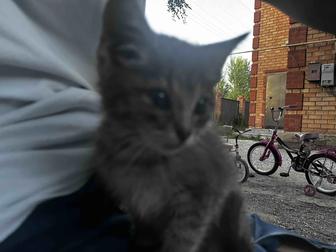 Котенка в хорошие руки