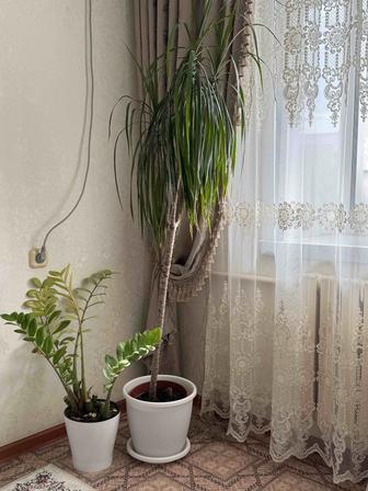 Продам комнатные растения