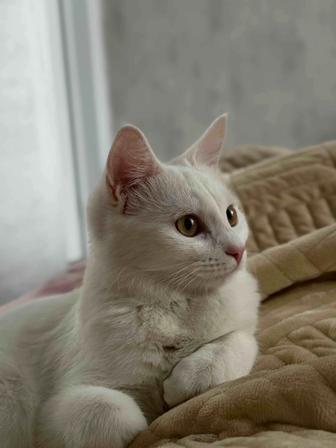 Отдам кошку с кормом