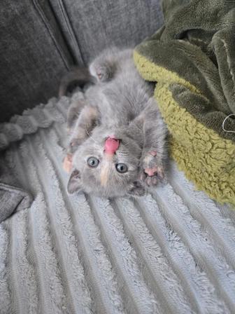 Шотландские прямоухие и вислоухие котята