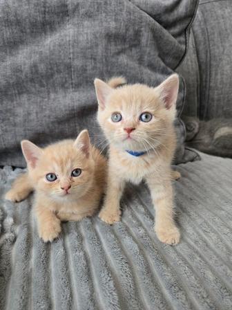 Шотландские прямоухие и вислоухие котята