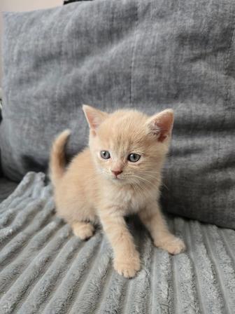 Шотландские прямоухие и вислоухие котята