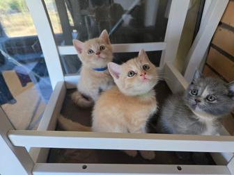 Шотландские прямоухие и вислоухие котята
