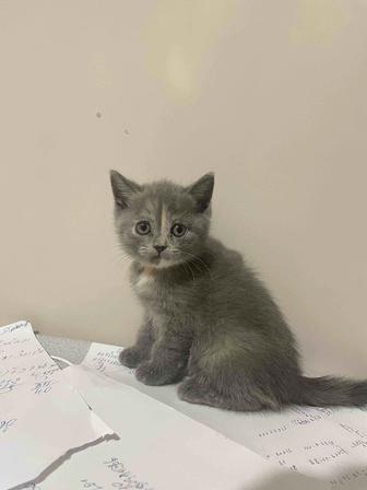 Шотландские прямоухие и вислоухие котята