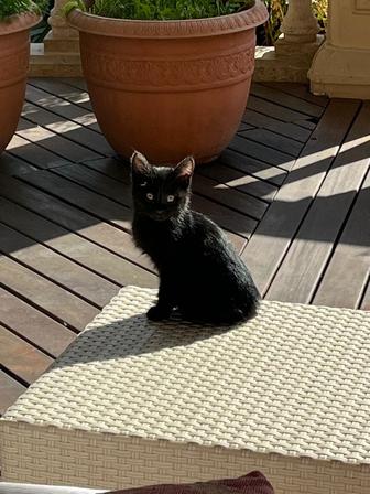 Домашние животные котенок