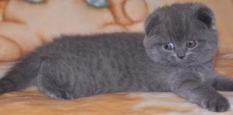 Шотландцы Классического окраса