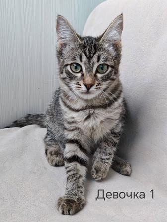 Котята ищут дом!