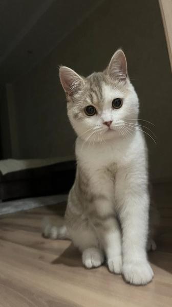 Отдам кота