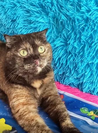 Молодые стерилизованные кастрированные кошки и коты отдаются в хорошие руки