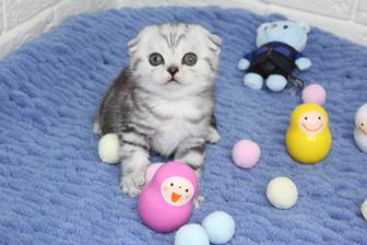 Шикарные котики и кошечки
