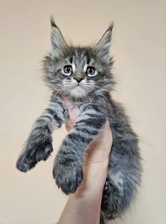 Элитные котята Мейн-кун в рассрочку