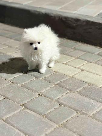 Шпиц собака продаю СРОЧНО