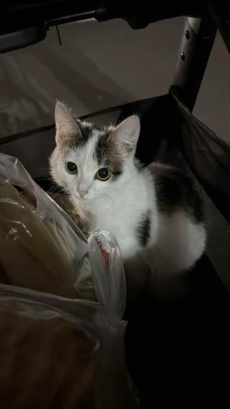 Котенок даром