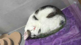 Котенок даром