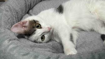 Котенок даром