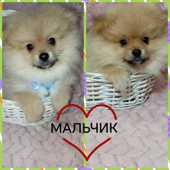 Сказочной красоты щенки померанского шпица миники. Мальчики и девочка.