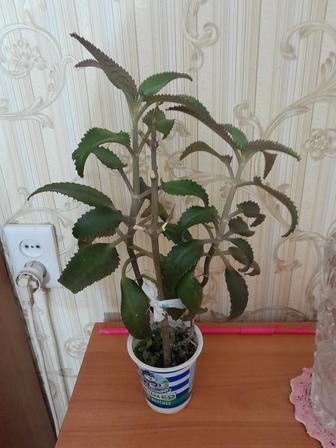 Каланхоэ лечебный продам