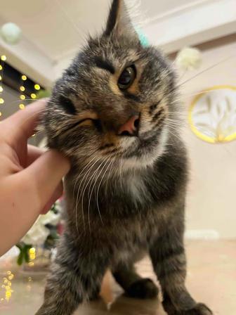 Отдам кошку в добрые руки, лоток в подарок