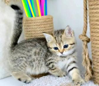 Британские котята