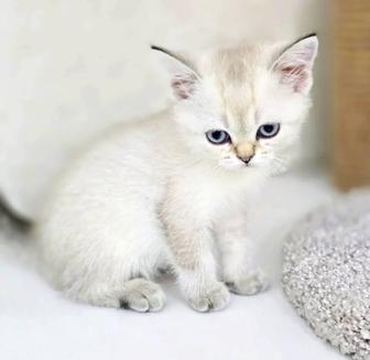 Британские котята