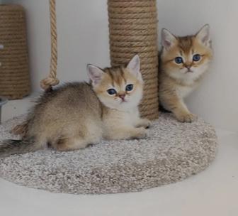 Британские котята
