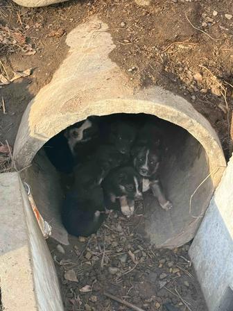 Дворняжки даром.