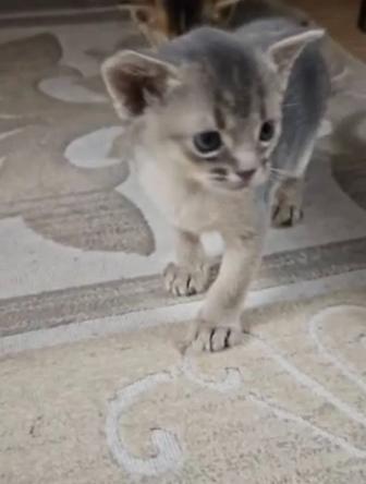 Абиссинская кошка