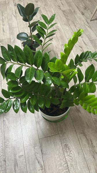 Замиокулькас