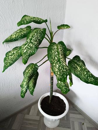 Дифенбахия