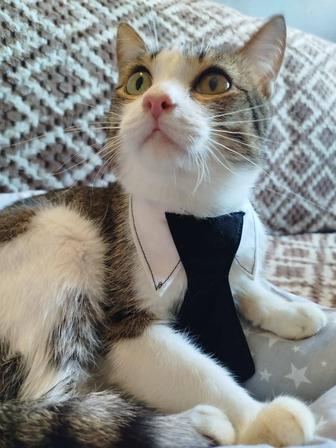 Кошка ищет семью