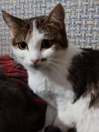 Кошка ищет семью