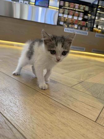 котенка отдам ответственным людям