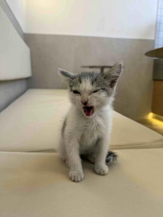 котенка отдам ответственным людям