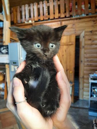 Кошки