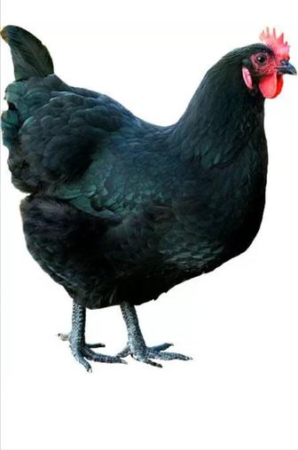 Черная Курица. Белая курица. Домашние. Черные куры. Белые куры.