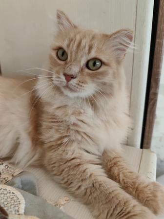 Алиса 2 года .