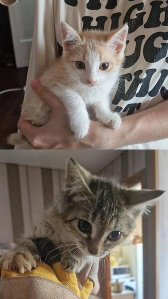 Котята