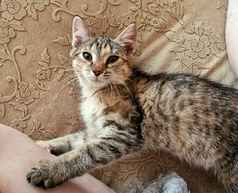 Котенок ищет дом
