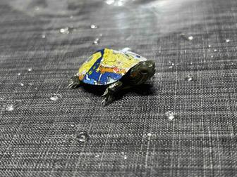 Красноухие черепахи цветные