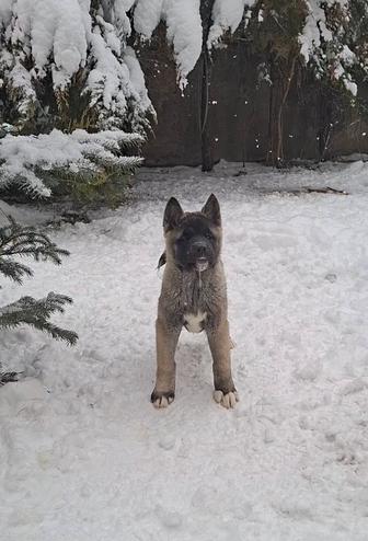 Американская акита щенки