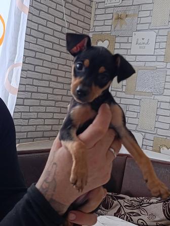 Продам щенка Тойчика