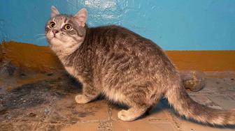 Кошка ищет дом