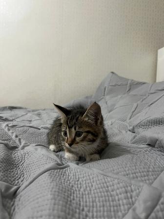 Отдам котенка