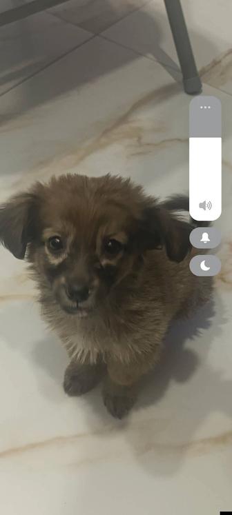 ЩЕНОК ПУГОВКА