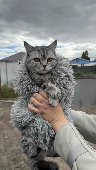 Кошечка ищет семью, стерилизована