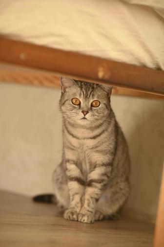 Кошечка ищет семью, стерилизована