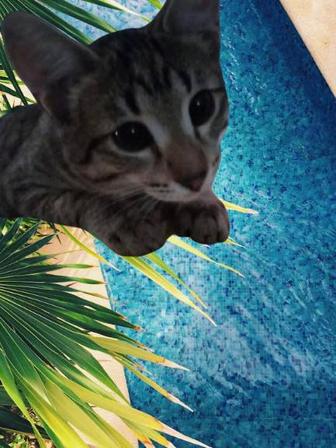 Отдам котиков в хорошие руки