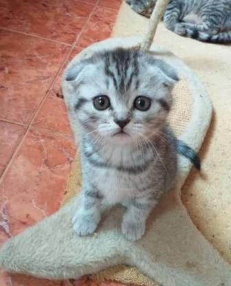 Шотландский мальчик